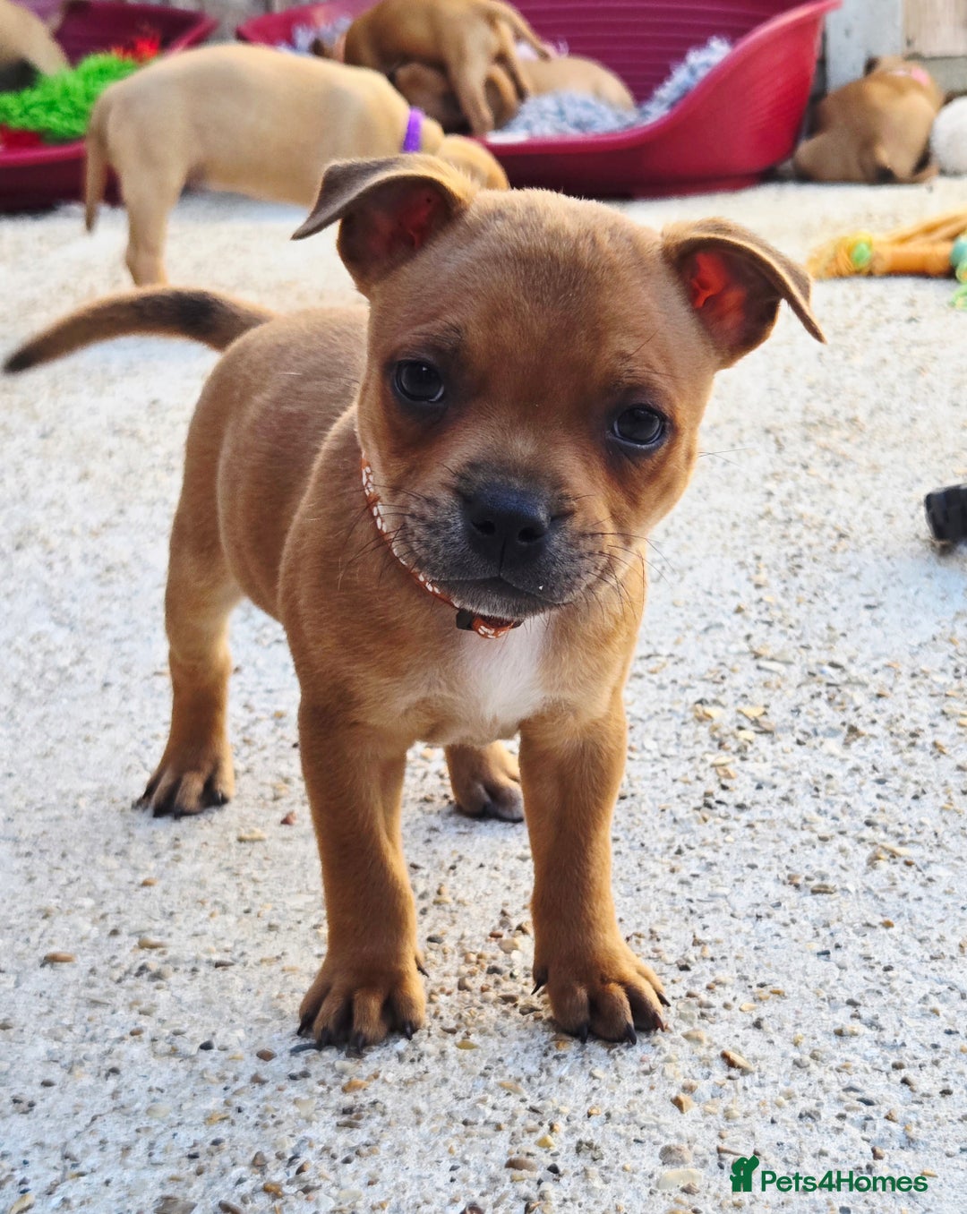Staffordshire Bull Terrier dogs for sale: !READY NOW! KC Reg Quality Red Staffy Puppies  - Image 11