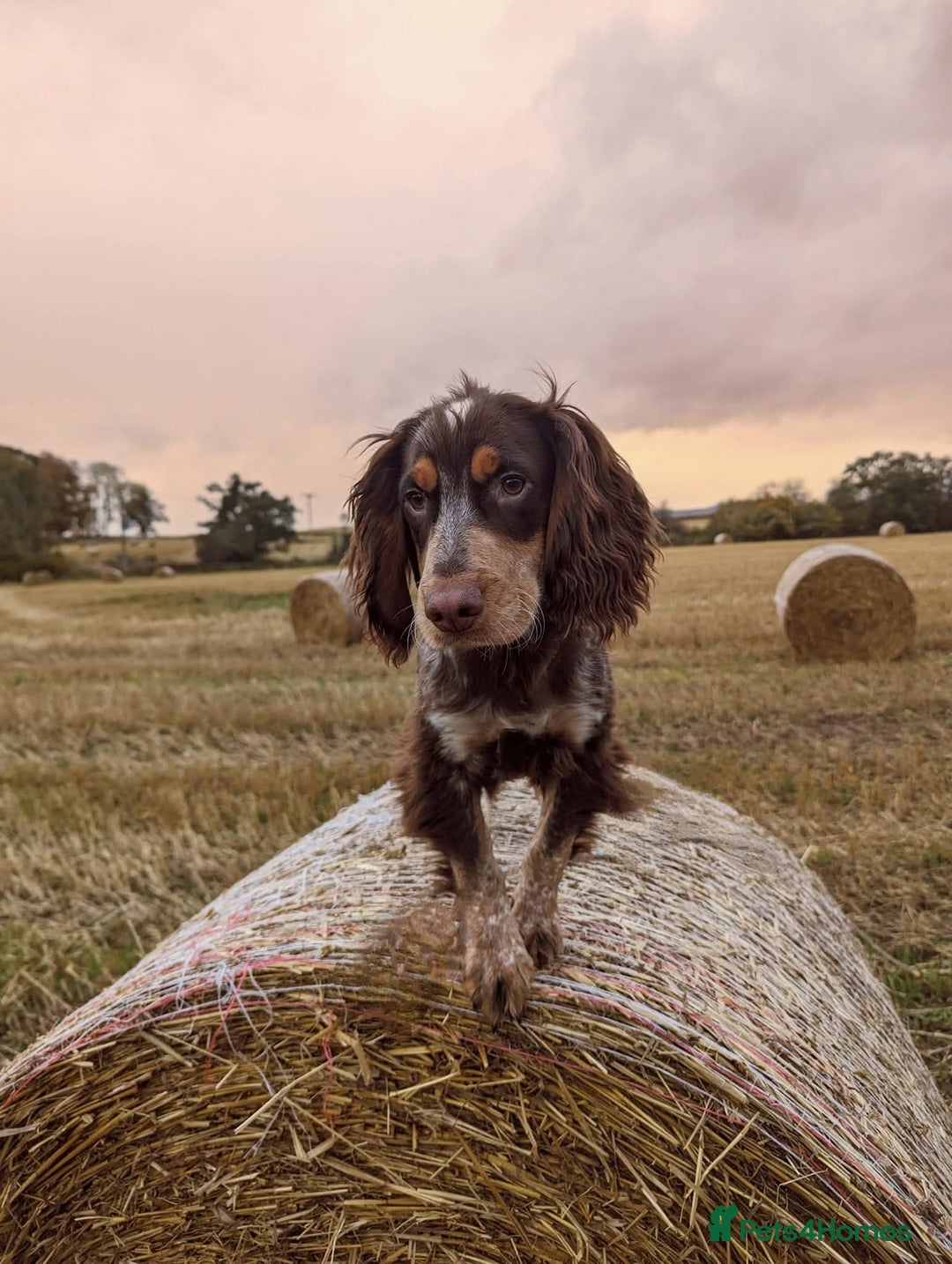 Cocker Spaniel dogs for stud: Cocker spaniel for stud. - Advert 4