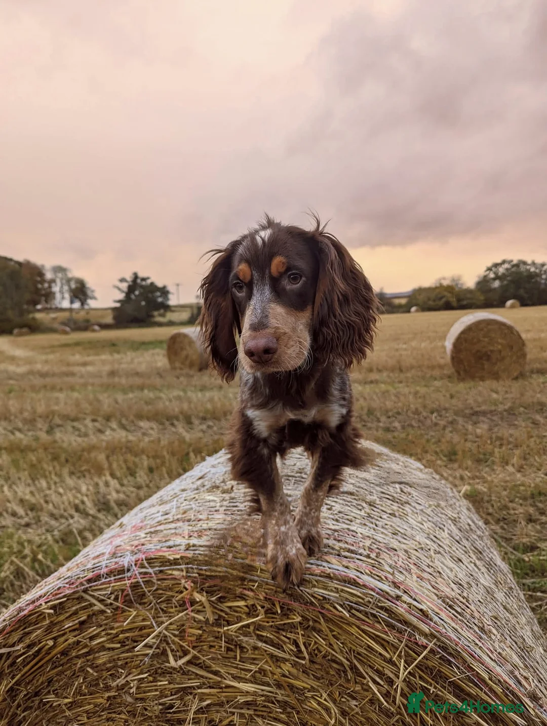 Cocker Spaniel dogs for stud: Cocker spaniel for stud. - Advert 4