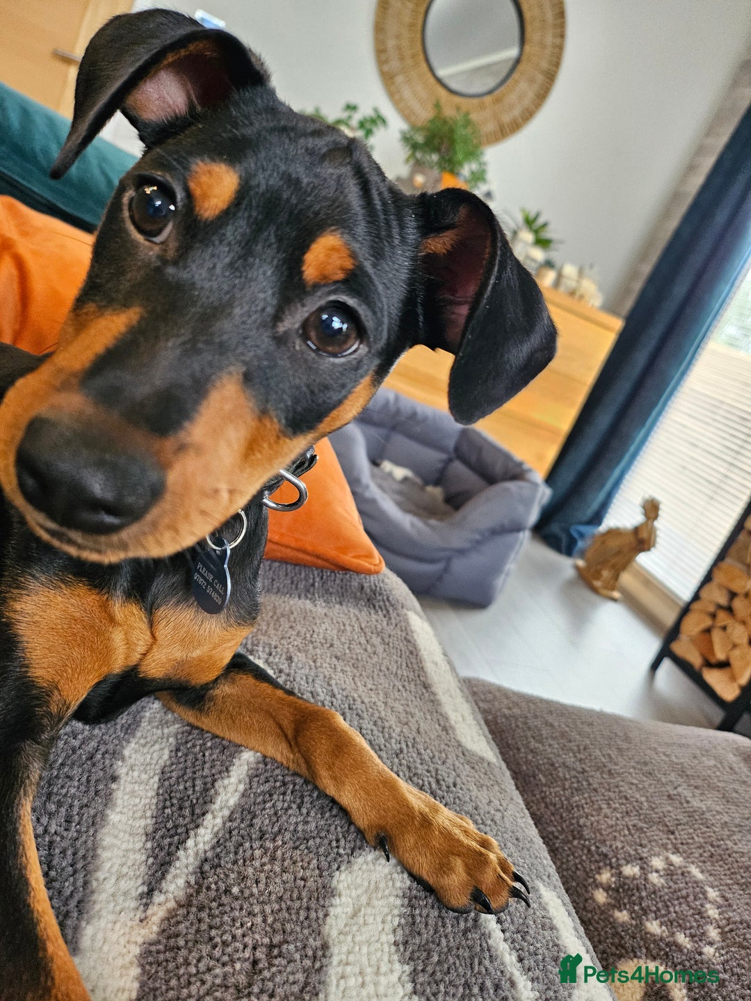 Miniature Pinscher dogs for sale: Miniture pincher male  - Advert 10