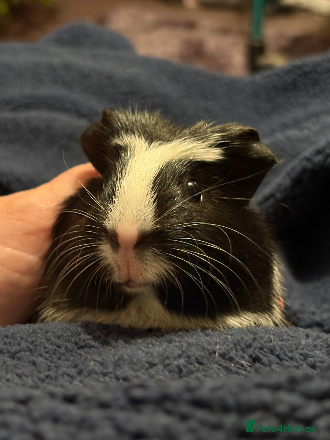 Guinea Pig rodents for sale: 3 Male Guinea Pigs - ready soon - Advert 3