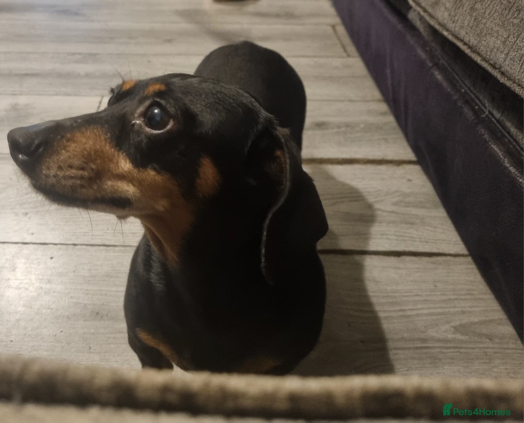 Miniature Dachshund dogs for sale: Miniature dachshund rehome - Image 1