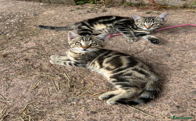 Mixed Breed cats - Advert 6