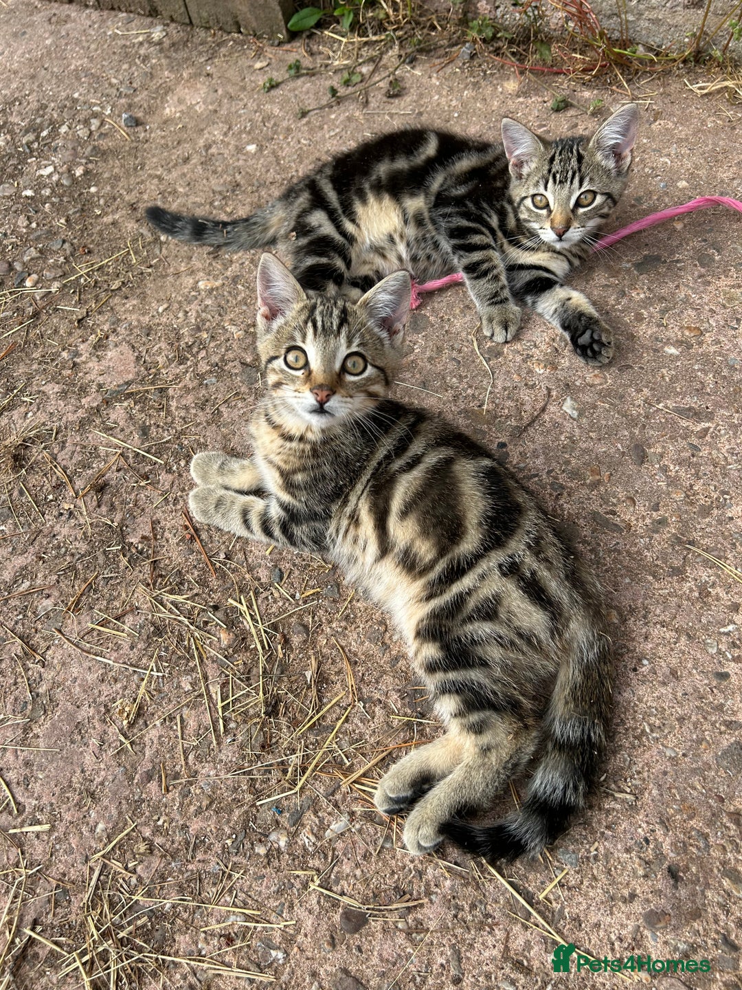 Mixed Breed cats for sale: Kittens for sale, ready now. £100 - Image 1