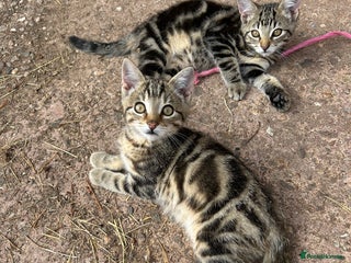 Mixed Breed cats - Advert 27