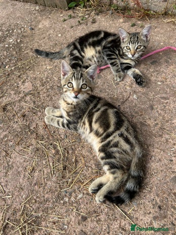 Mixed Breed cats - Advert 11