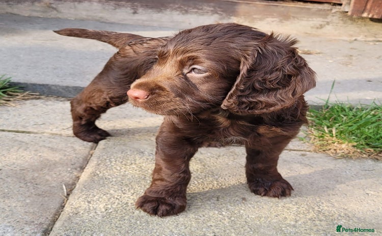 Cocker Spaniel dogs - Advert 11