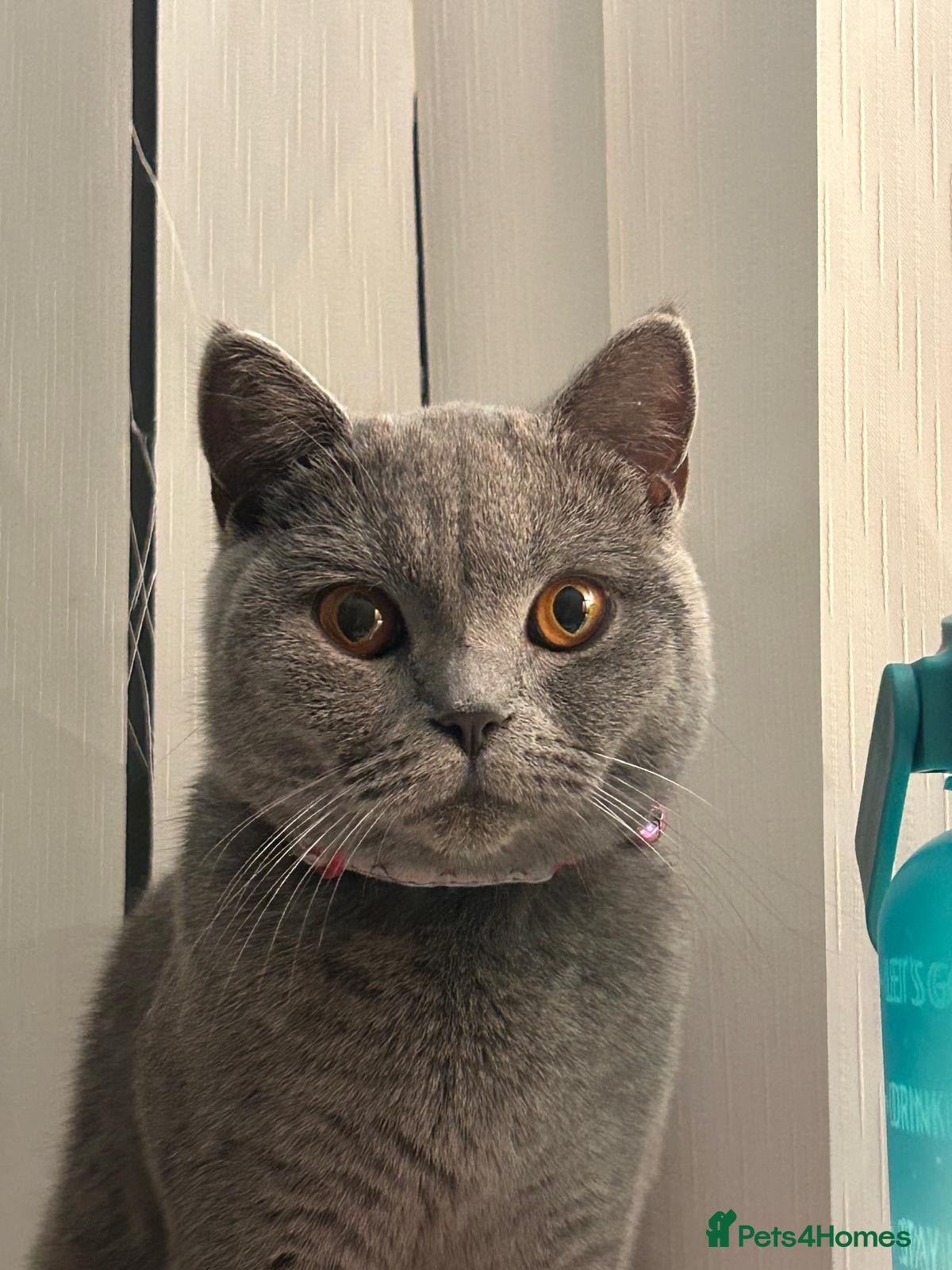 British Shorthair cats Active GCCF registered British Short Hair - Advert 15