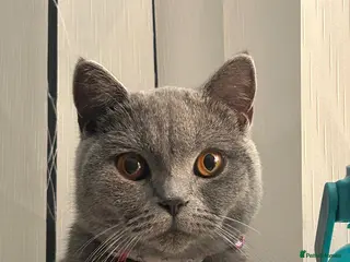 British Shorthair cats Active GCCF registered British Short Hair - Advert 15