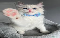Ragdoll cats for sale: REGISTERED Ragdoll kittens HCM/PKD clear - Image 6