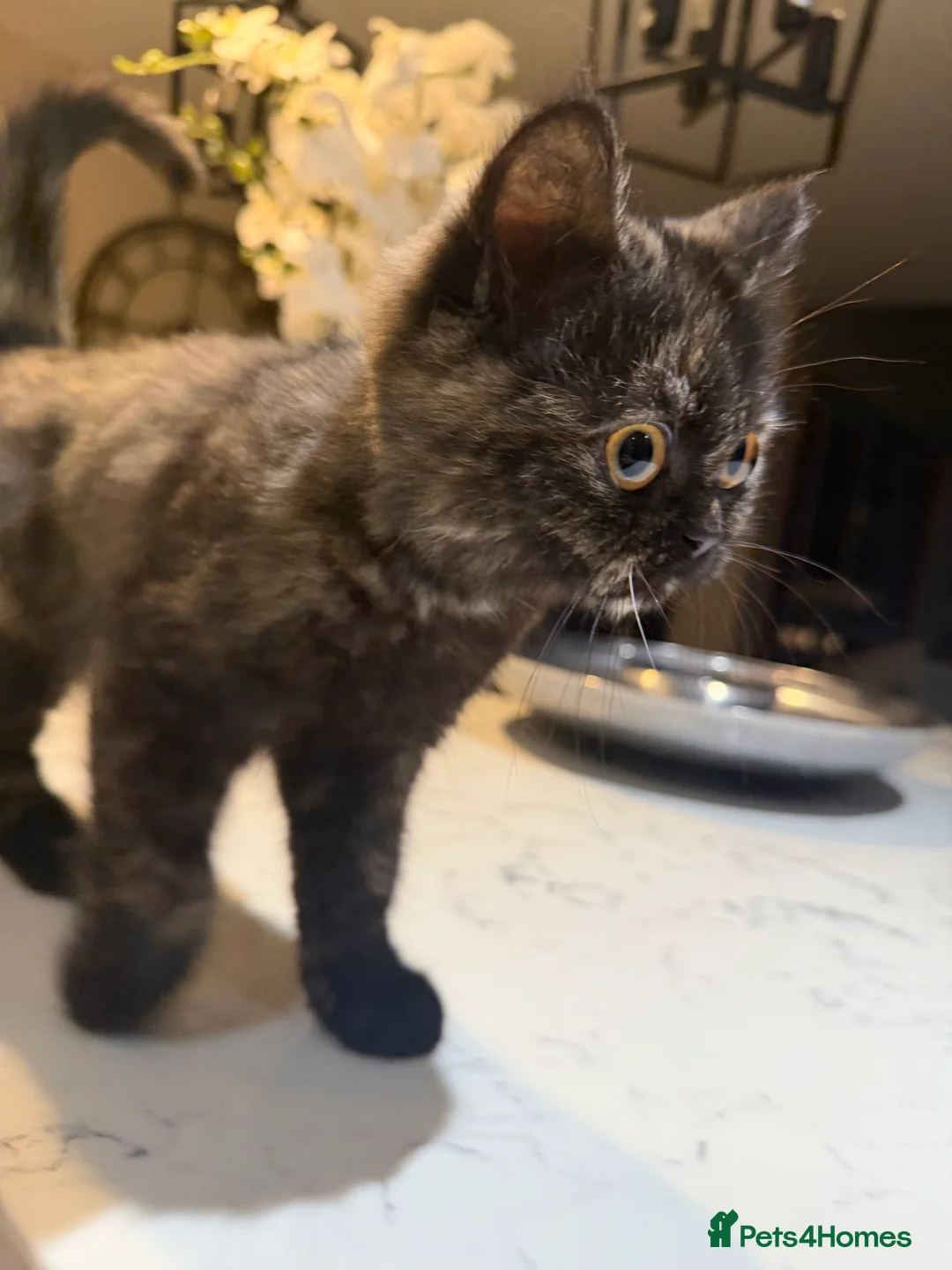 Ragdoll cats for sale: Ragdoll x BSH - Advert 3