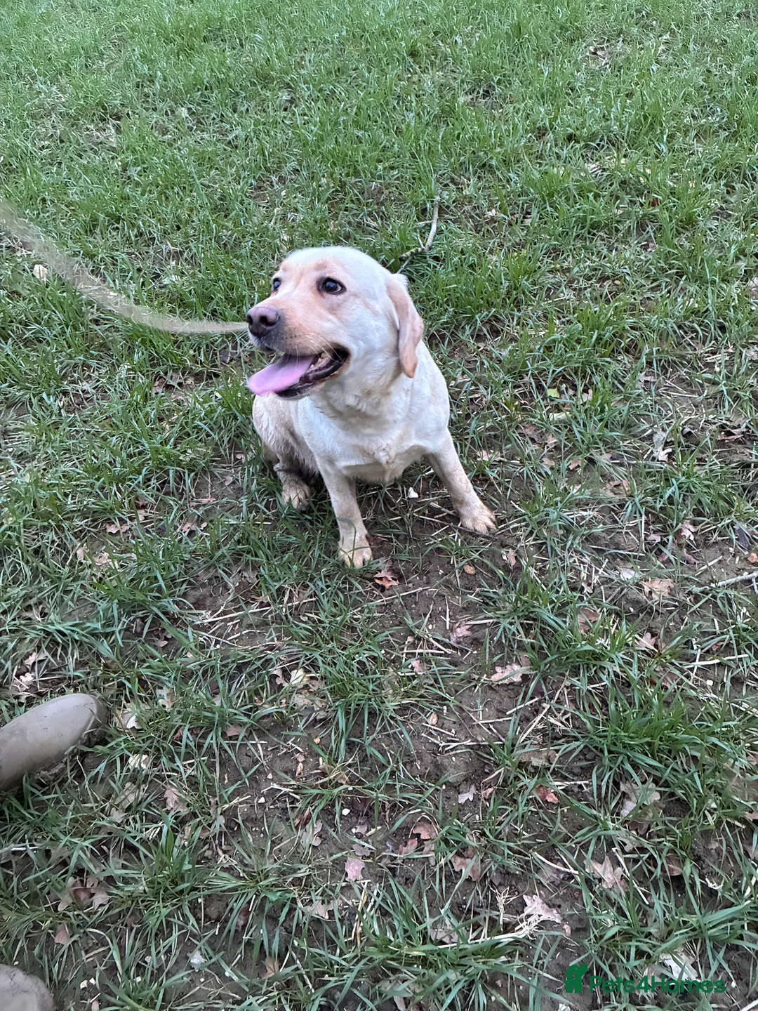 Labrador Retriever dogs for sale: Yellow Labrador retriever bitch  - Advert 3