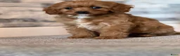 Cavapoo dogs for sale: Fox red Happy , healthy , playful puppies.  - Advert 2