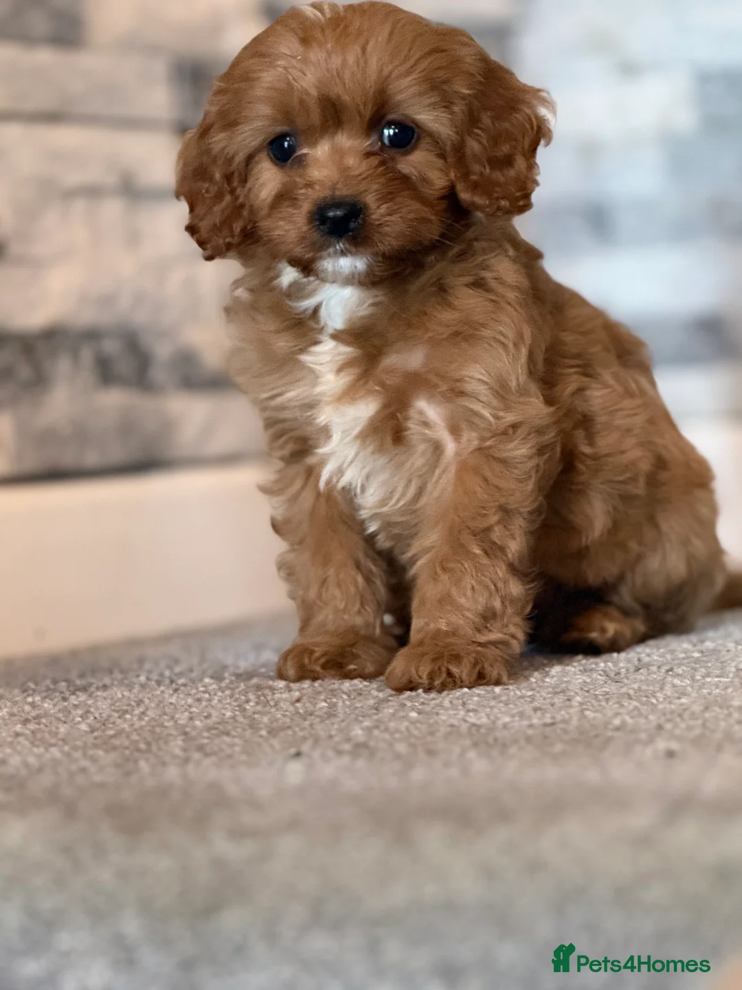 Cavapoo dogs for sale: Fox red Happy , healthy , playful puppies.  - Advert 2