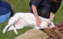Mixed Breed dogs for adoption: Poppy Popz in Barrow-upon-Humber - Image 25
