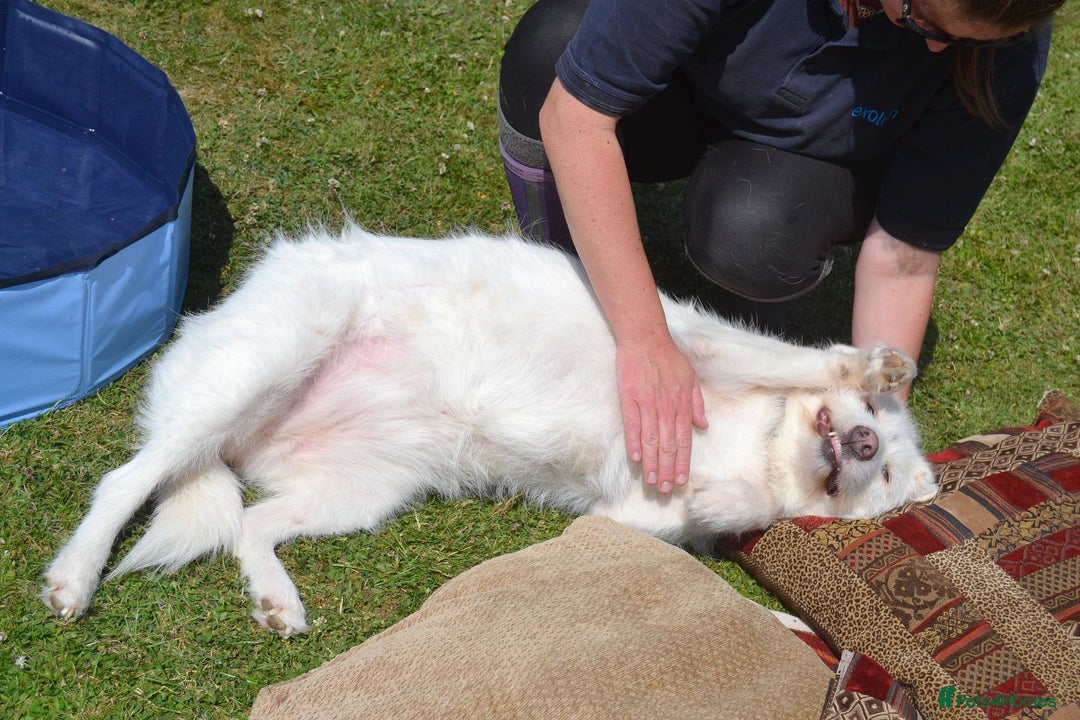 Mixed Breed dogs for adoption: Poppy Popz in Barrow-upon-Humber - Image 25