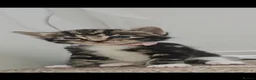 Mixed Breed cats for sale: Beautiful Kittens Looking For Their Forever Homes. - Advert 14