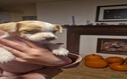 Mixed Breed dogs for sale: Jack Russell x Chihuahua puppies - Image 2