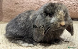 Mini Lop rabbits for sale: 🌸 Harlequin mini lops 🌸 ready to reserve  - Image 7