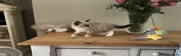 Ragdoll cats for sale: Stunning  ragdoll kittens boy available  - Advert 25
