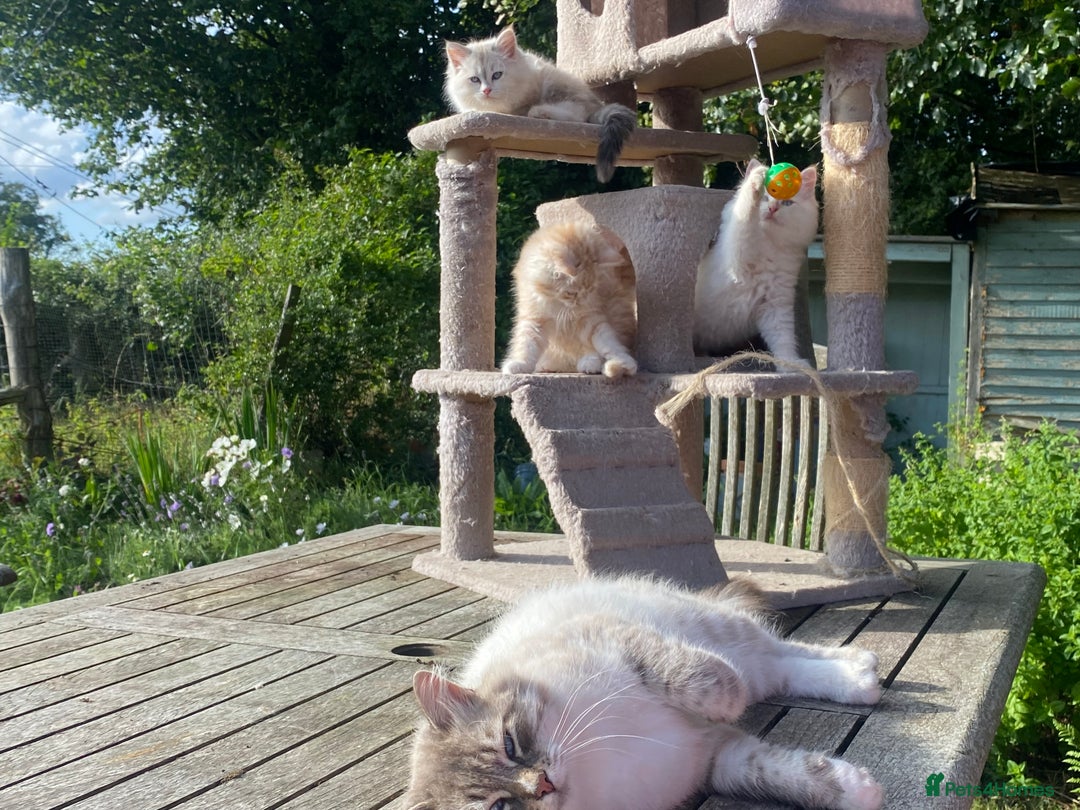 Siberian cats for sale: x5 Adorable Pure Siberian Kittens to re-home😻 - Image 6