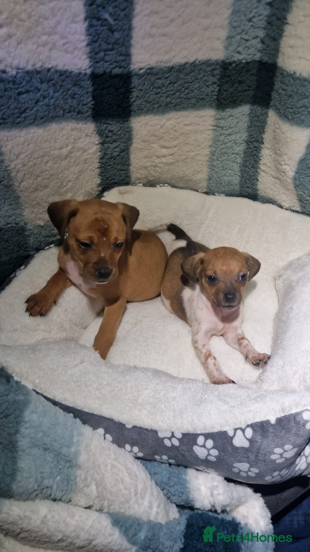 Dachshund dogs for sale: Dachshund puppies - Advert 2