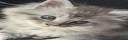 Maine Coon cats for sale: Champion Maine coon girl 💖 - Advert 15