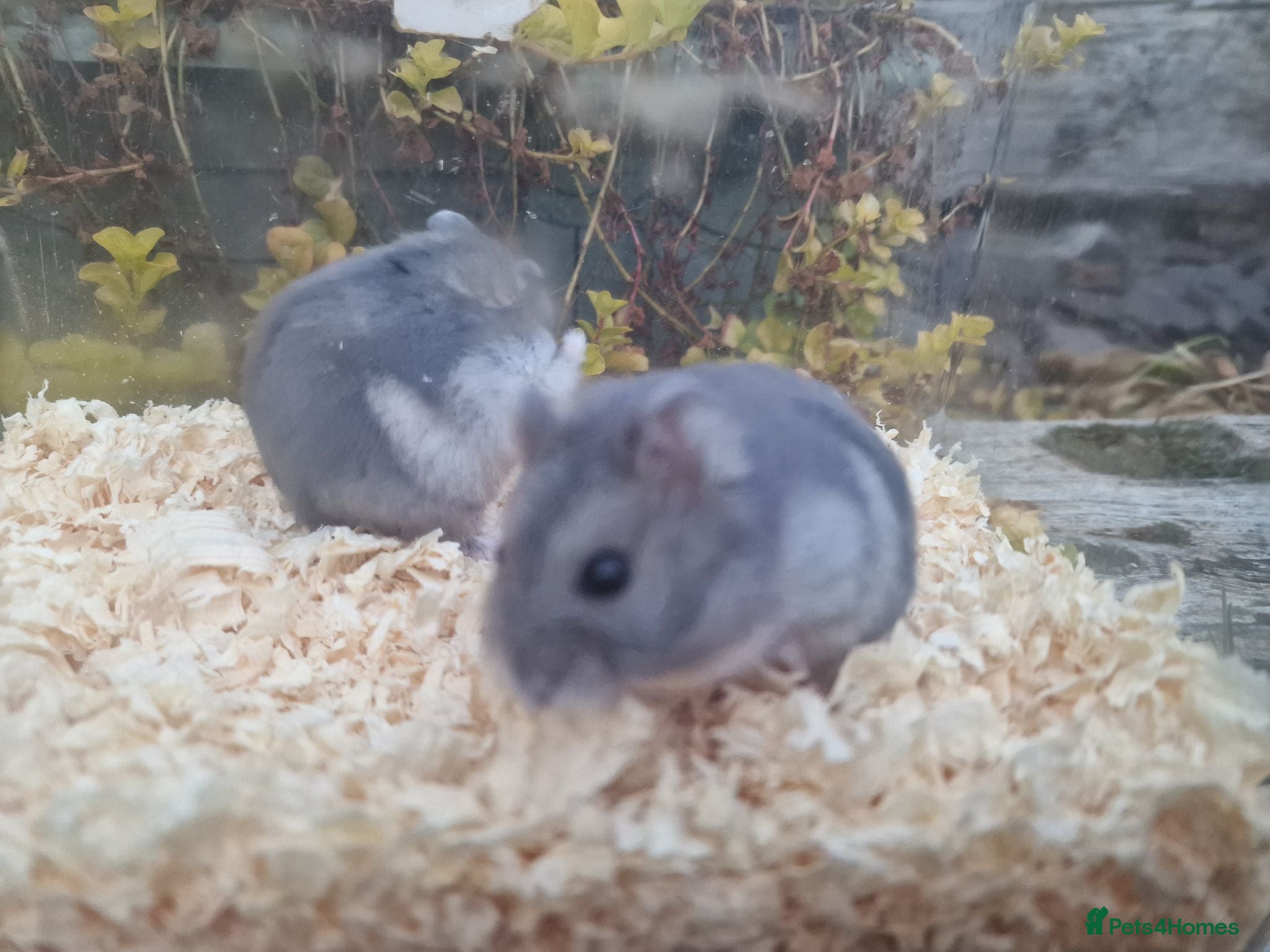 Hamster rodents  Beautiful baby winter white russian hamsters - Advert 11