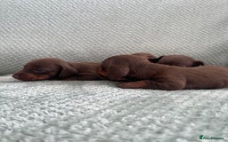 Miniature Dachshund dogs for sale: Miniature dachshunds ( chocolate & tan )  - Image 4