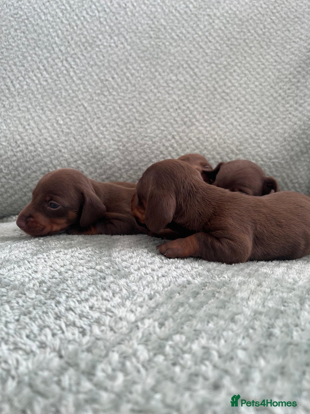 Miniature Dachshund dogs for sale: Miniature dachshunds ( chocolate & tan )  - Image 4