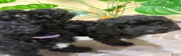 Cavapoo dogs for sale: READY NOW Beautiful f1b black Cavapoos DNA Clear  - Advert 5