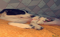 Mixed Breed dogs for sale: Roman - Image 6