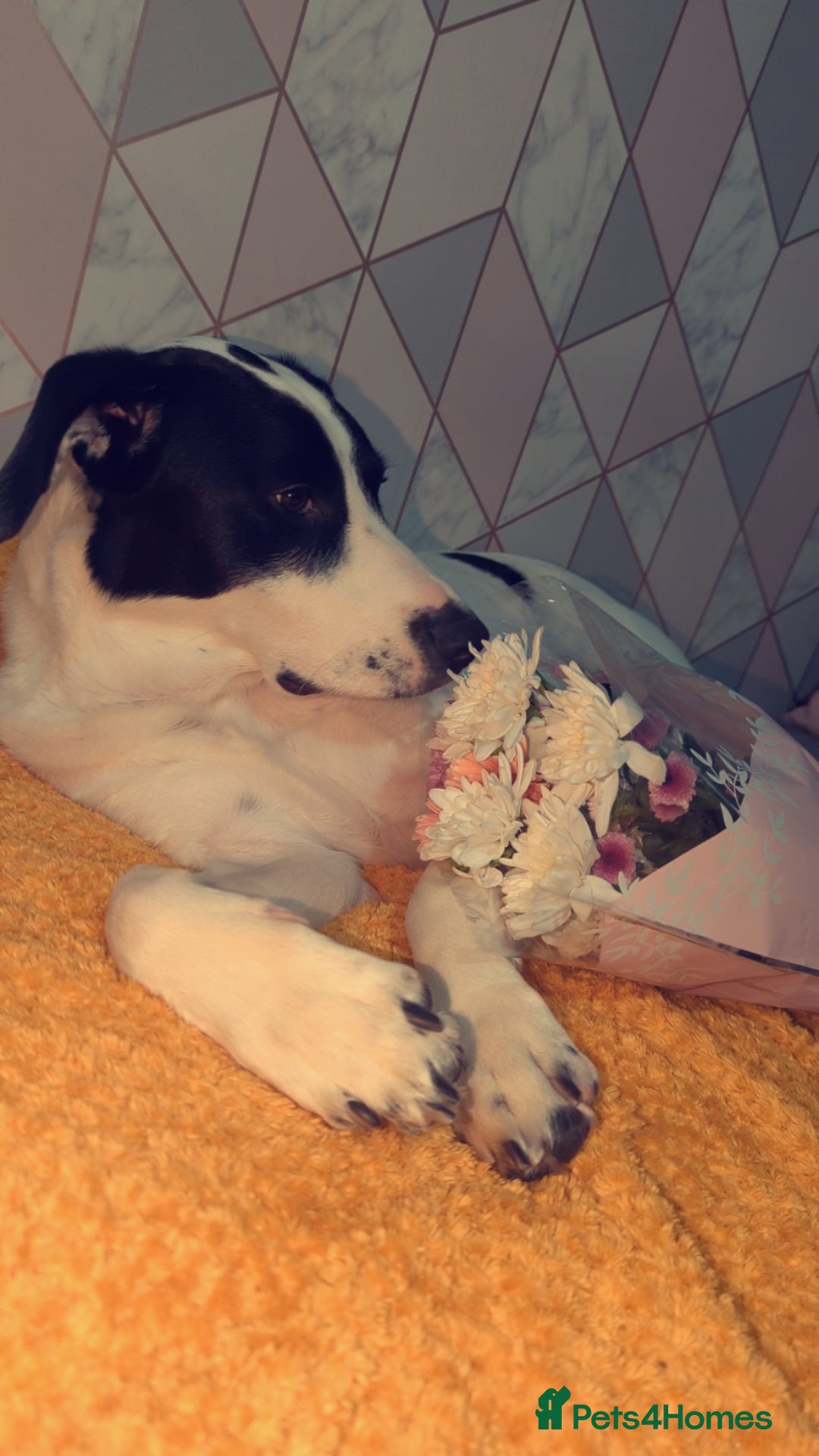 Mixed Breed dogs for sale: Roman - Image 6