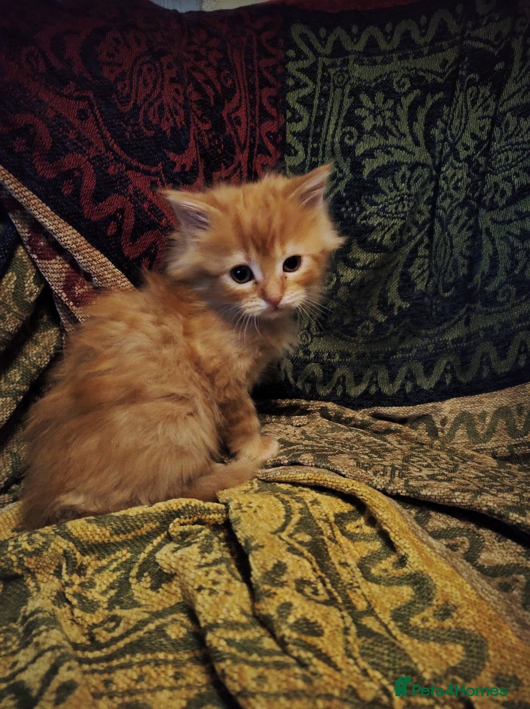 Maine Coon cats for sale: Half maine coon girls kittens - Advert 6