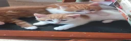British Shorthair cats for sale: 4 beautiful,  adorable kittens for sale  - Advert 5