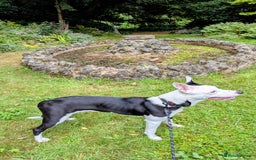 Mixed Breed dogs for sale: Max - Boxer/Collie Cross - Advert 9