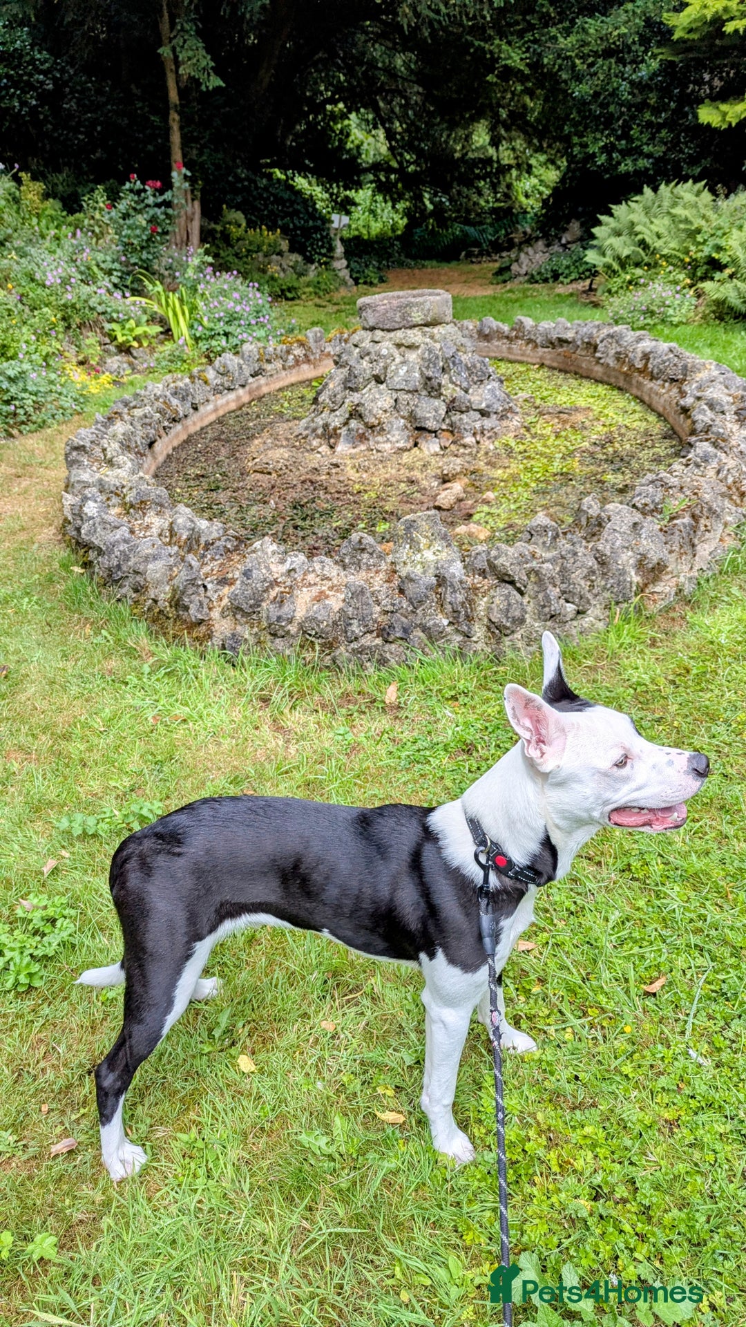 Mixed Breed dogs for sale: Max - Boxer/Collie Cross - Advert 9