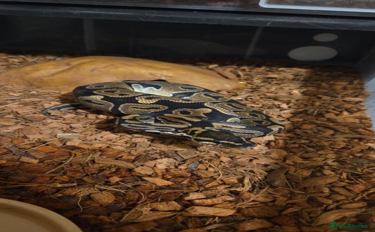 Python Snake reptiles Royal ball python For Rehoming - Advert 1