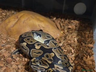 Python Snake reptiles for sale: Royal ball python For Rehoming - Advert 1