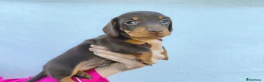 Puppy 6