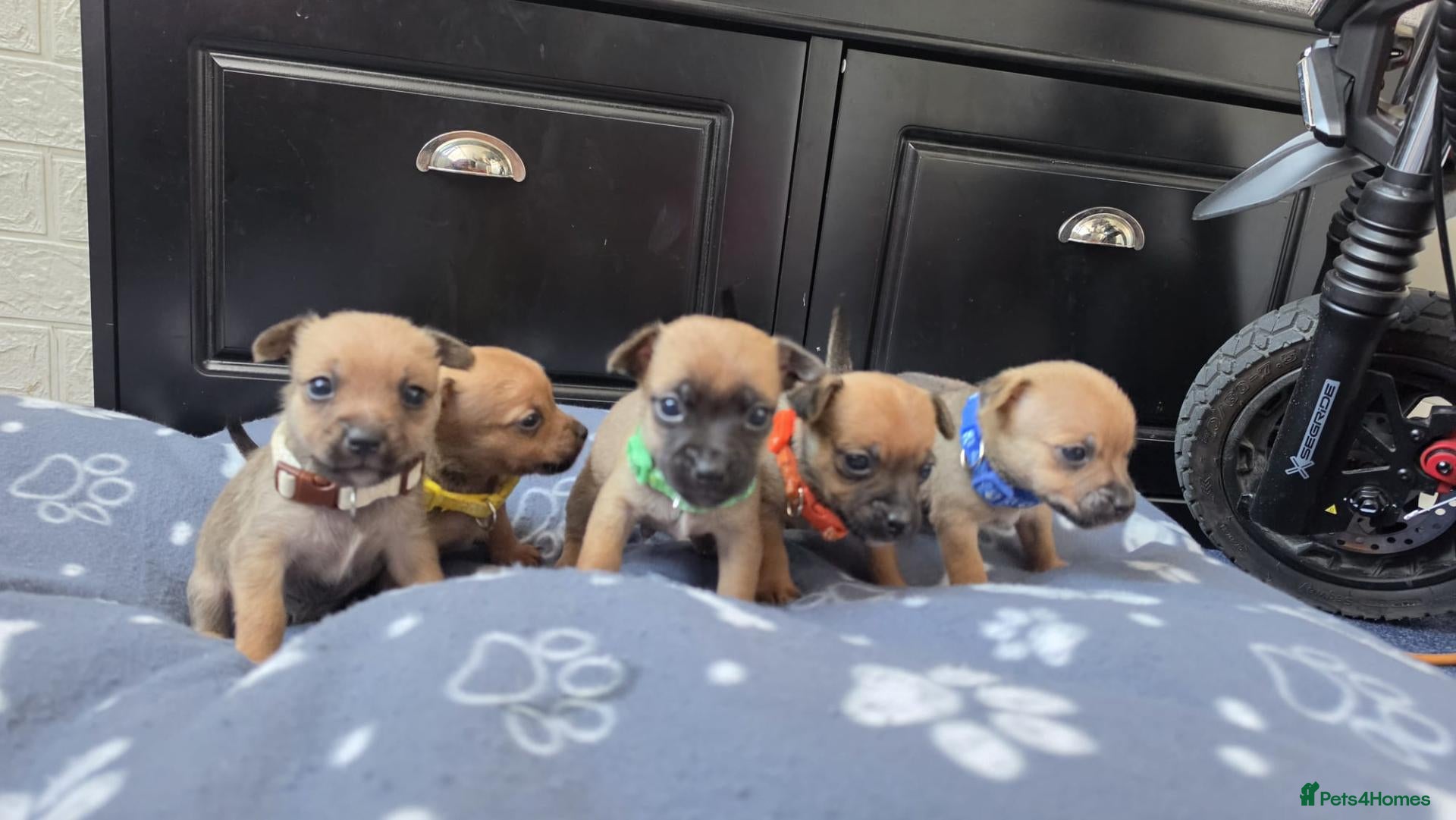 Jack Russell dogs Beautiful Puppies Jack Russell  - Advert 1