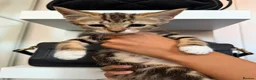 Mixed Breed cats for sale: RARE Adorable Mixed Tabby Kittens😍 in Derby - Advert 4