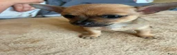 Jack Chi dogs for sale: Jack chi in Liverpool - Advert 1