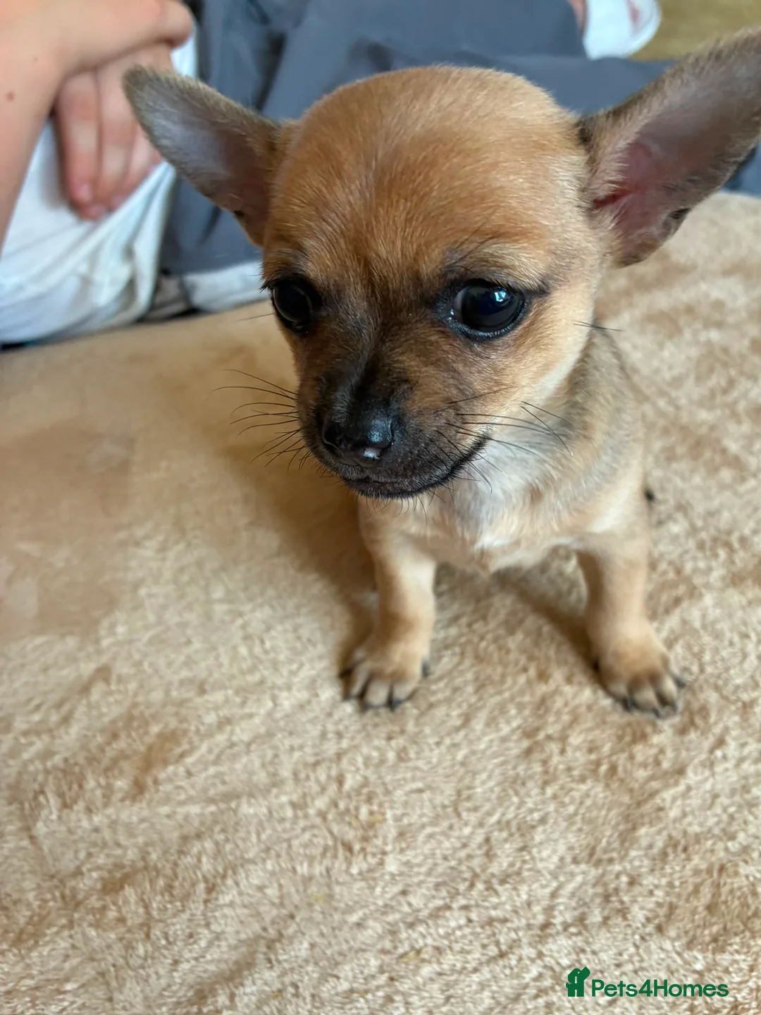 Jack Chi dogs for sale: Jack chi in Liverpool - Advert 1