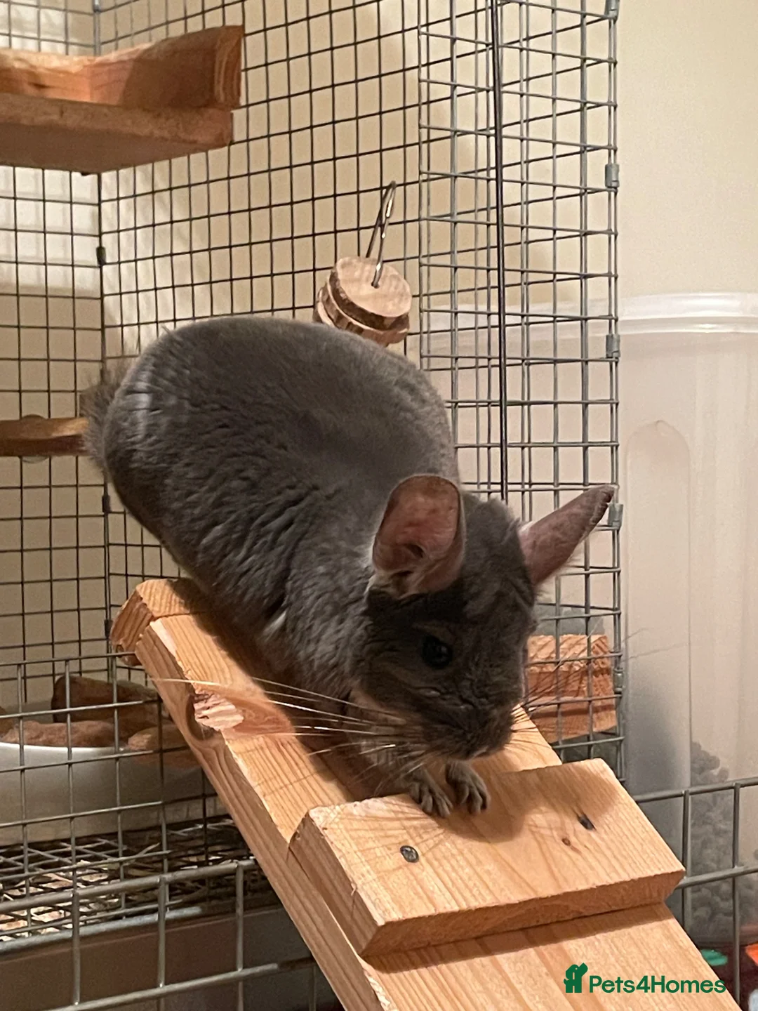 Chinchilla rodents for sale: Male chinchilla looking for a new home  - Advert 9