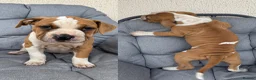 Mixed Breed dogs for sale: Old tyme bulldog x American bulldog  - Advert 1
