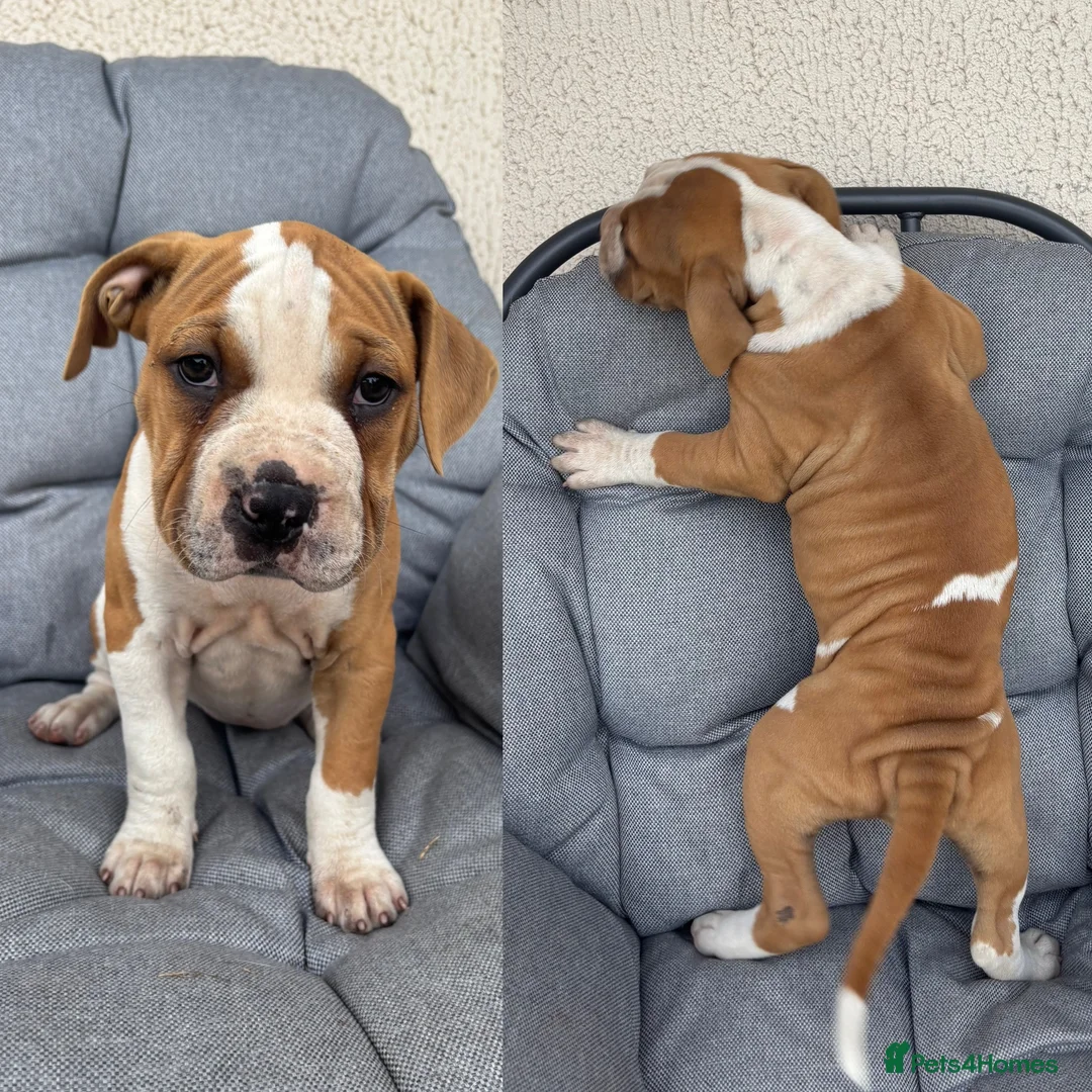 Mixed Breed dogs for sale: Old tyme bulldog x American bulldog  - Advert 1