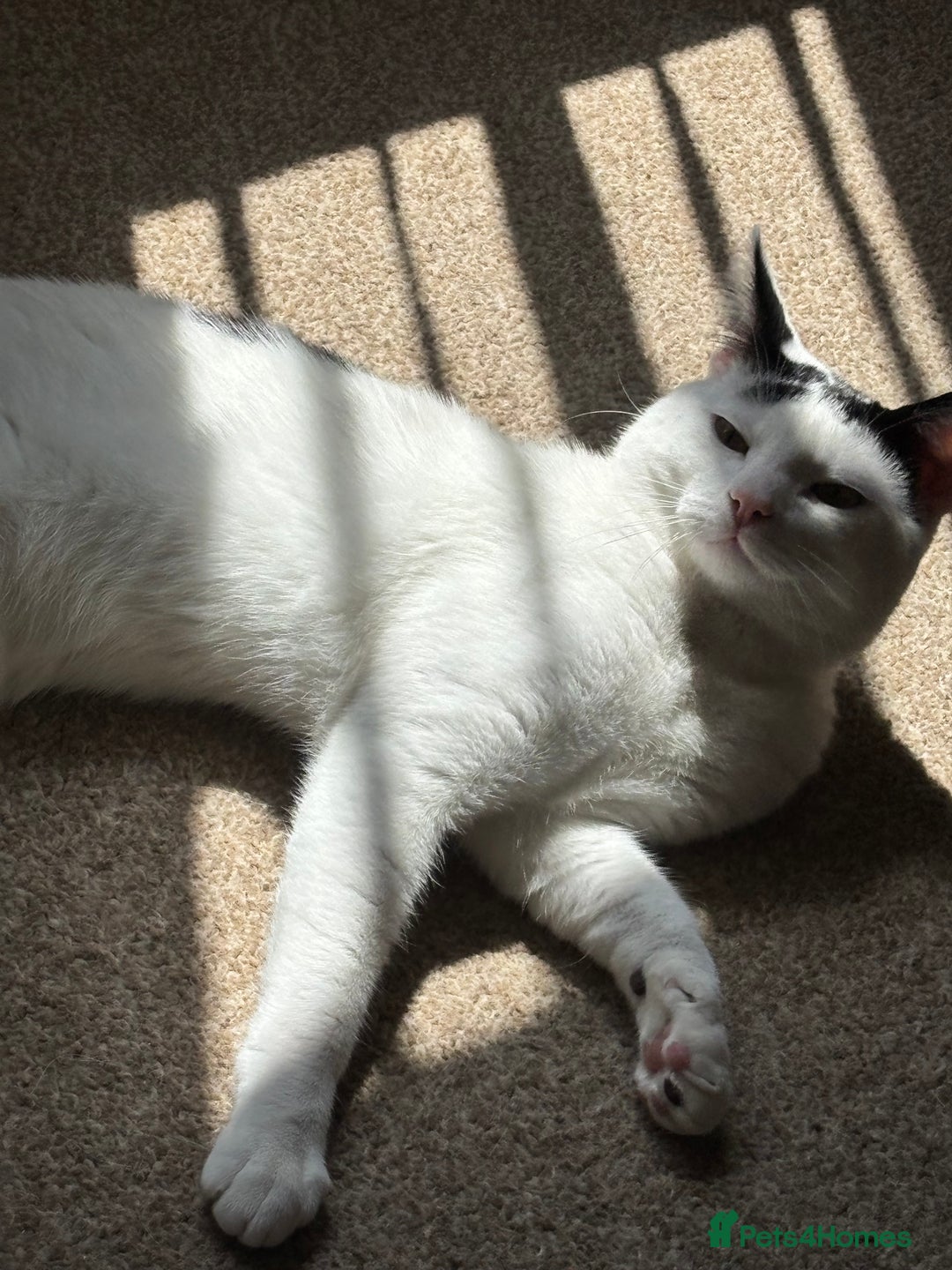 Domestic Shorthair cats for sale: Kitten for sale - Image 2