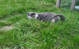 British Shorthair cats for sale: Male British Shorthair Cat - Image 7