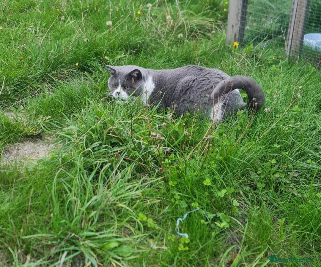 British Shorthair cats for sale: Male British Shorthair Cat - Image 7